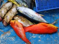 Fische in bunten Farben - Praslin